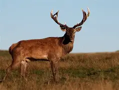 风云突变密尔沃基雄鹿清晨造点机会；荷甲版图或变；压力陡增；临场指挥获称赞的简单介绍